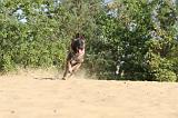 MALINOIS 162